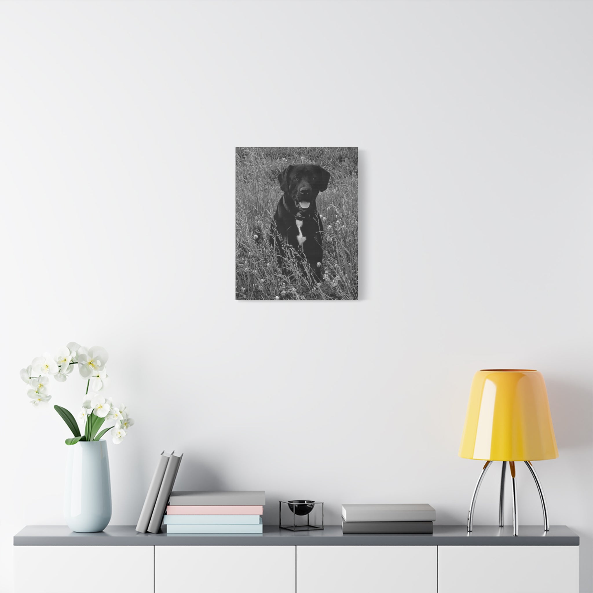 Black Labrador in a field Photo Canvas