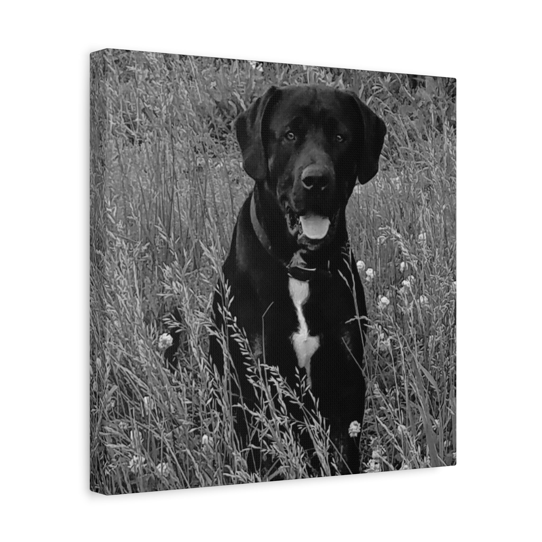 Black Labrador in a field Photo Canvas