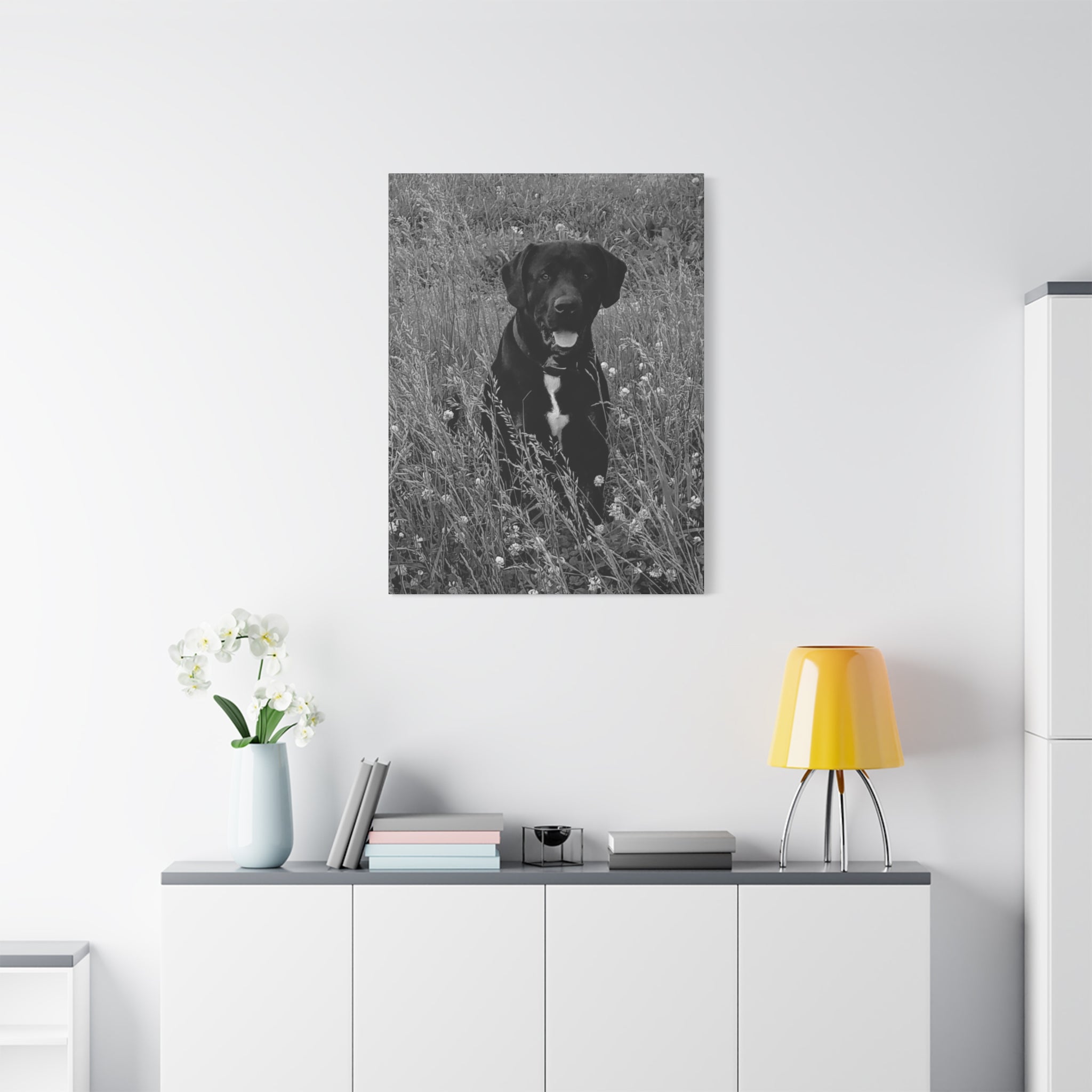 Black Labrador in a field Photo Canvas