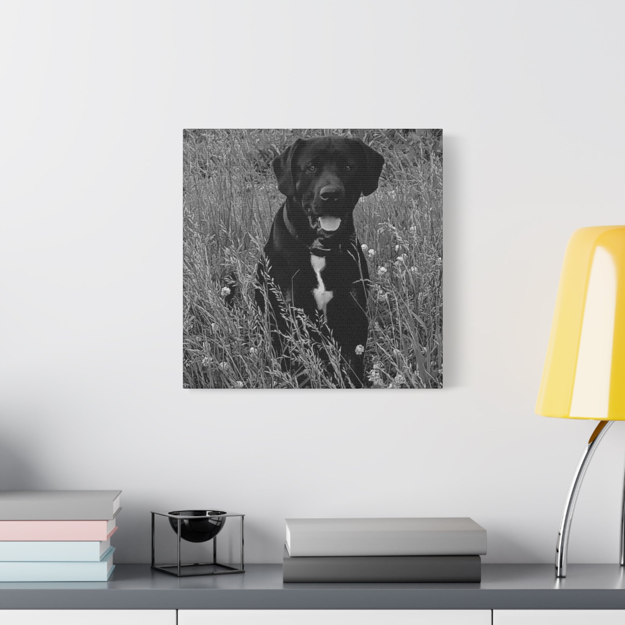 Black Labrador in a field Photo Canvas