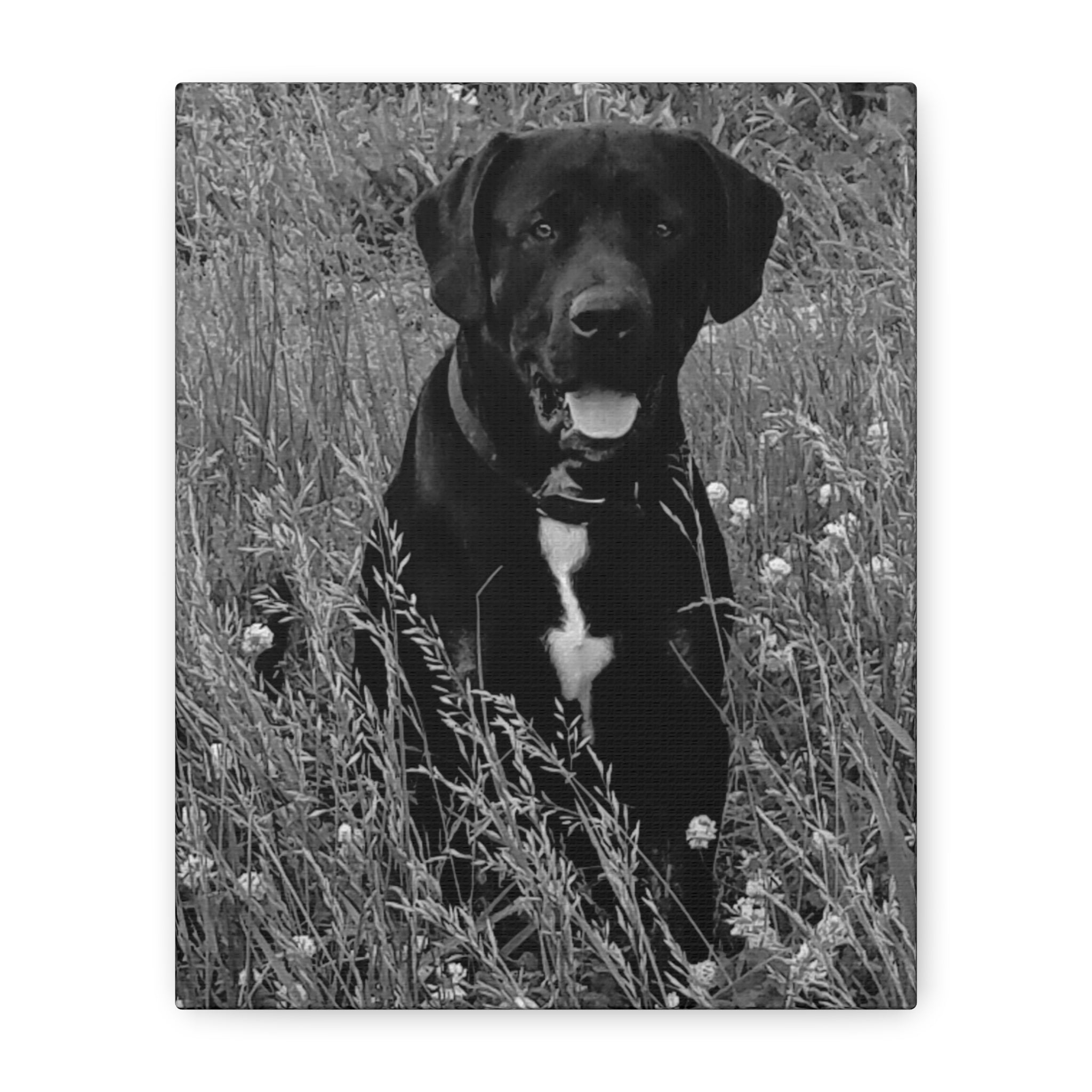 Black Labrador in a field Photo Canvas