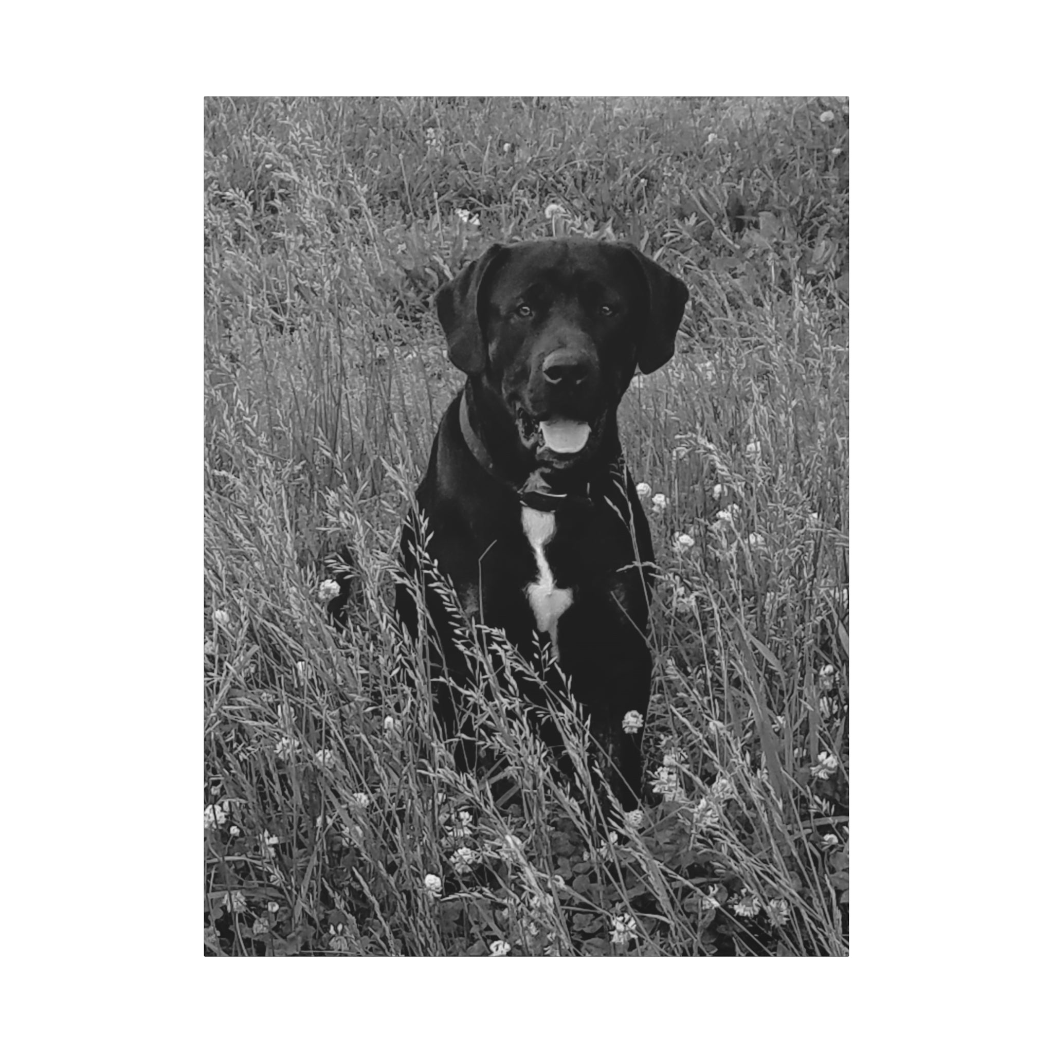 Black Labrador in a field Photo Canvas