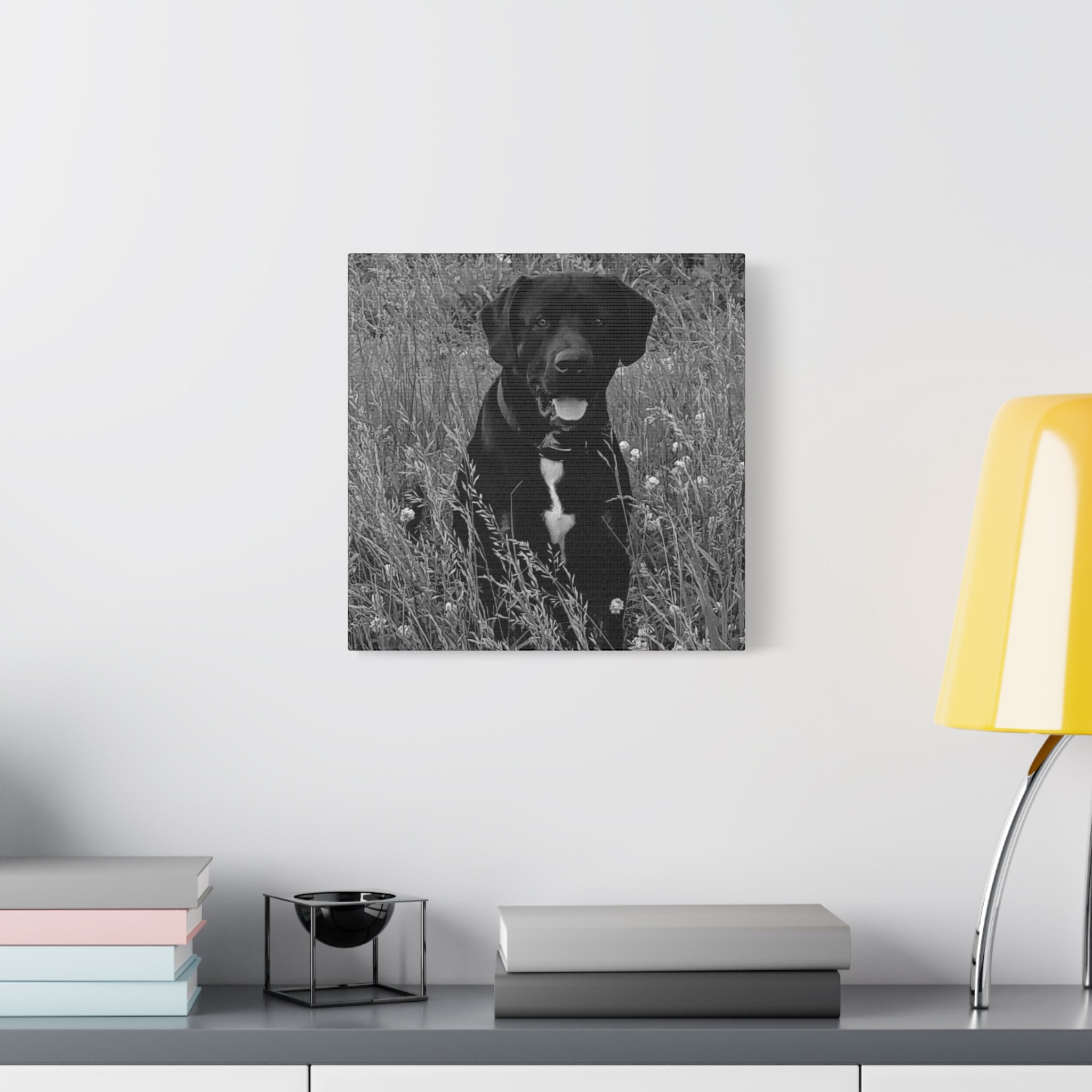 Black Labrador in a field Photo Canvas