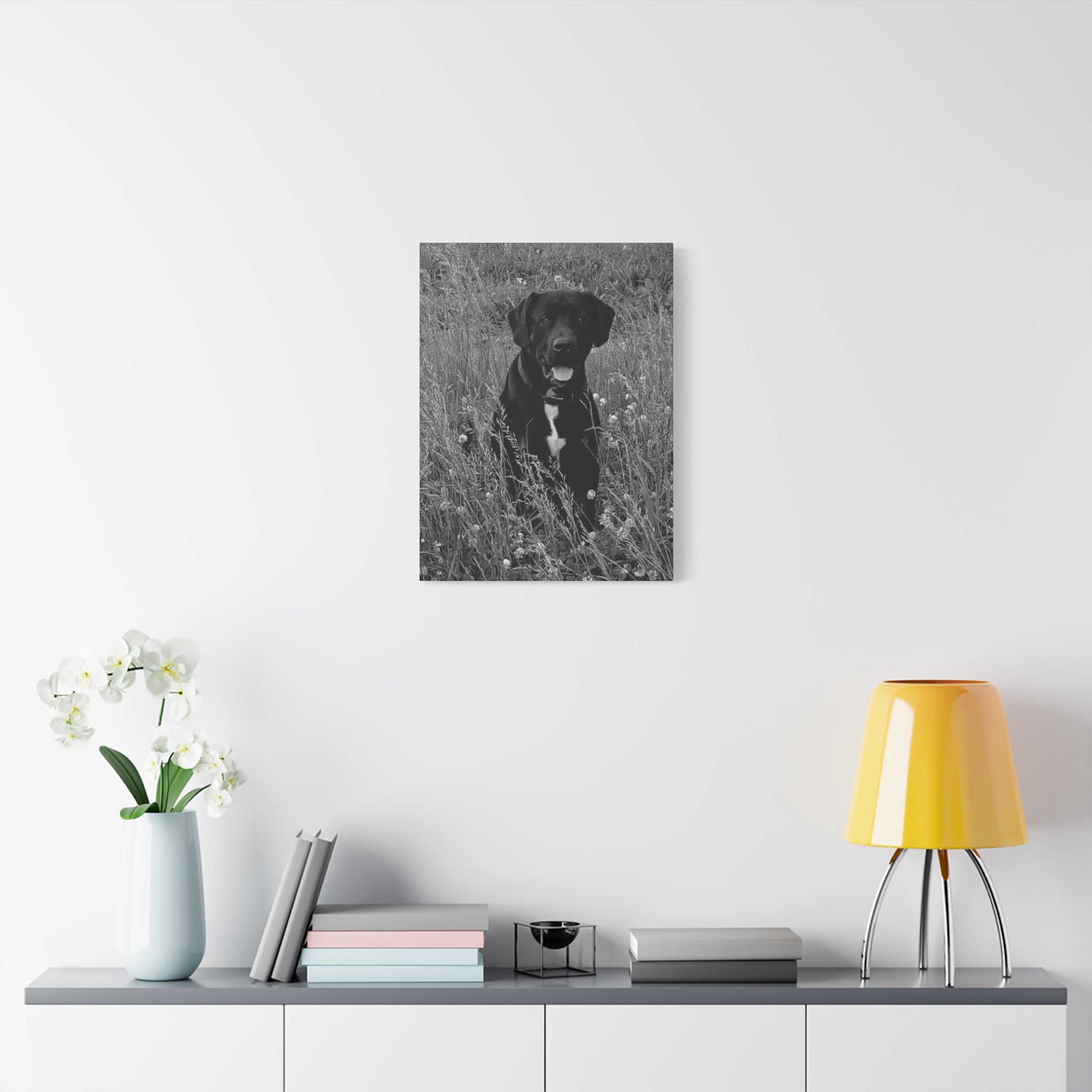 Black Labrador in a field Photo Canvas