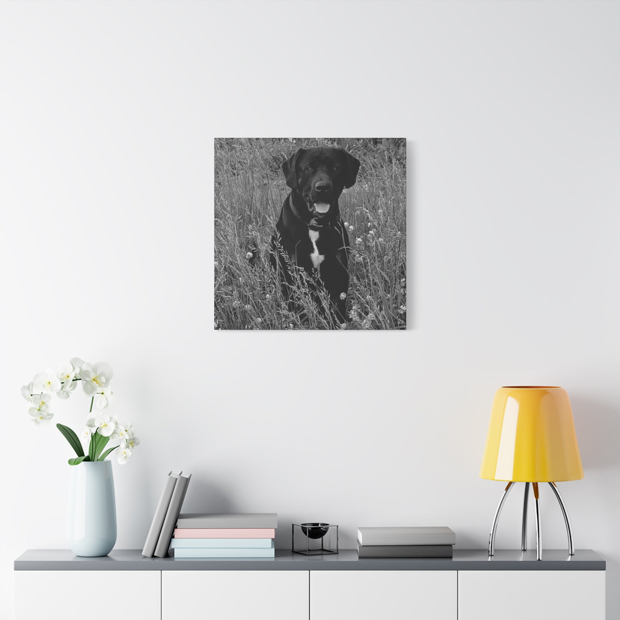 Black Labrador in a field Photo Canvas