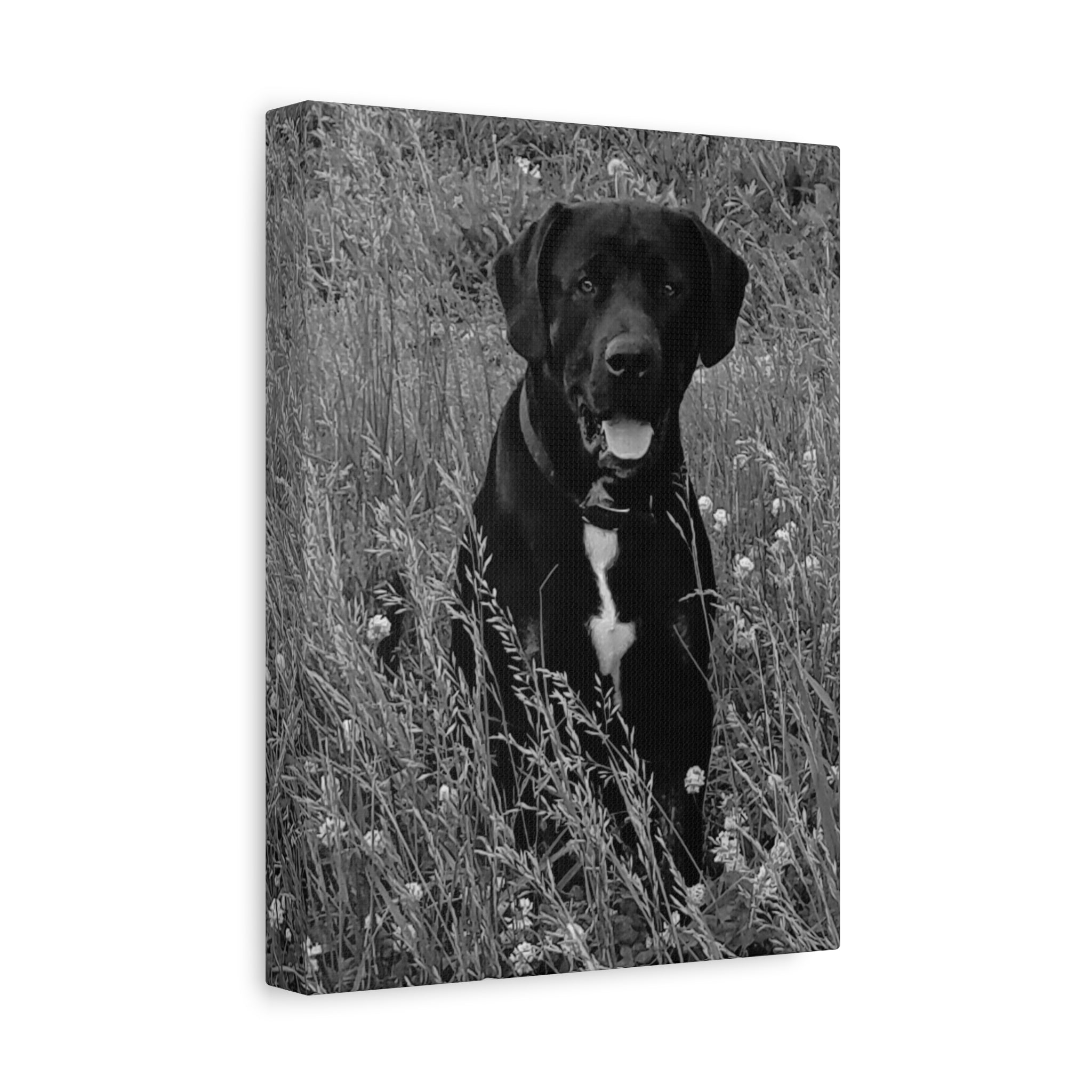 Black Labrador in a field Photo Canvas