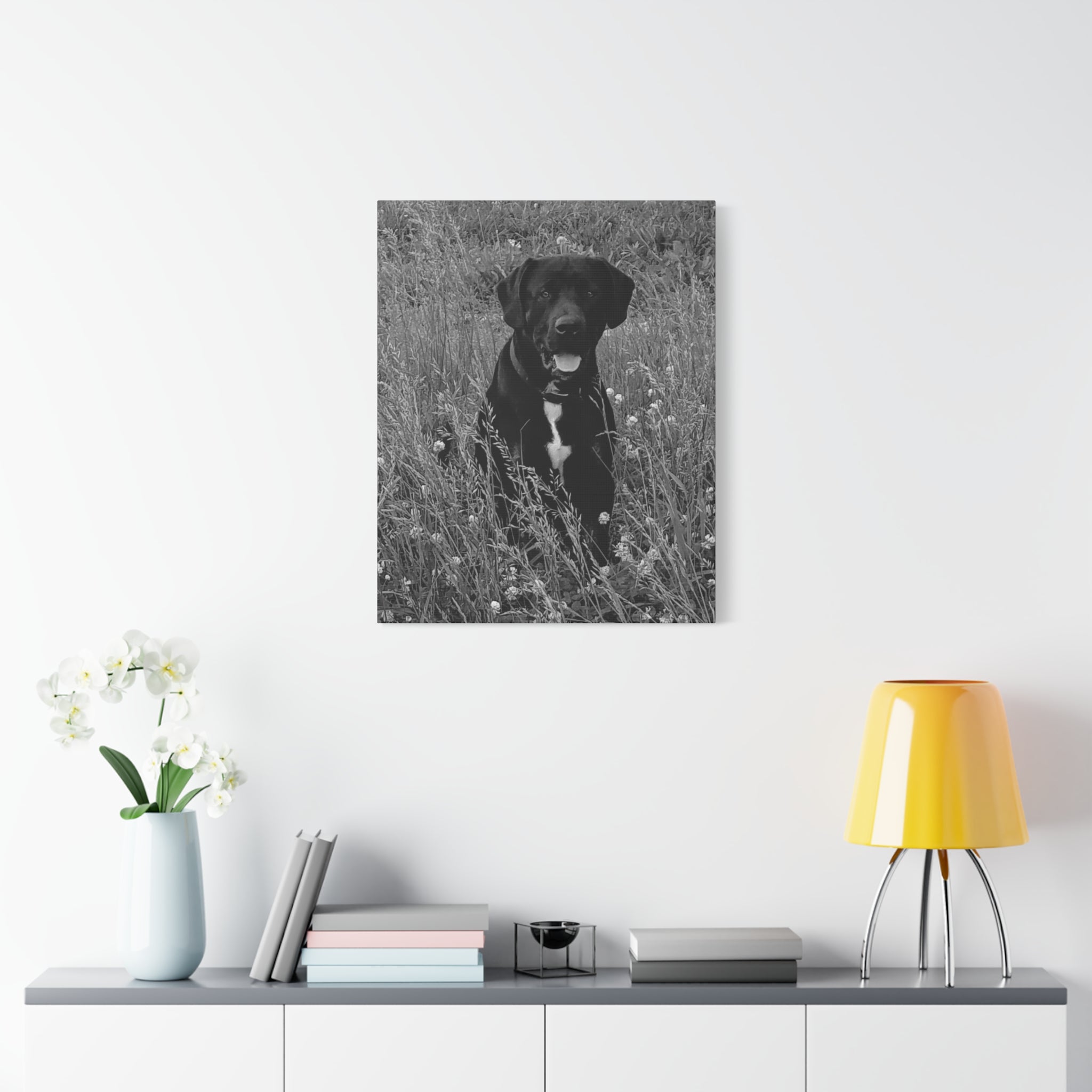 Black Labrador in a field Photo Canvas
