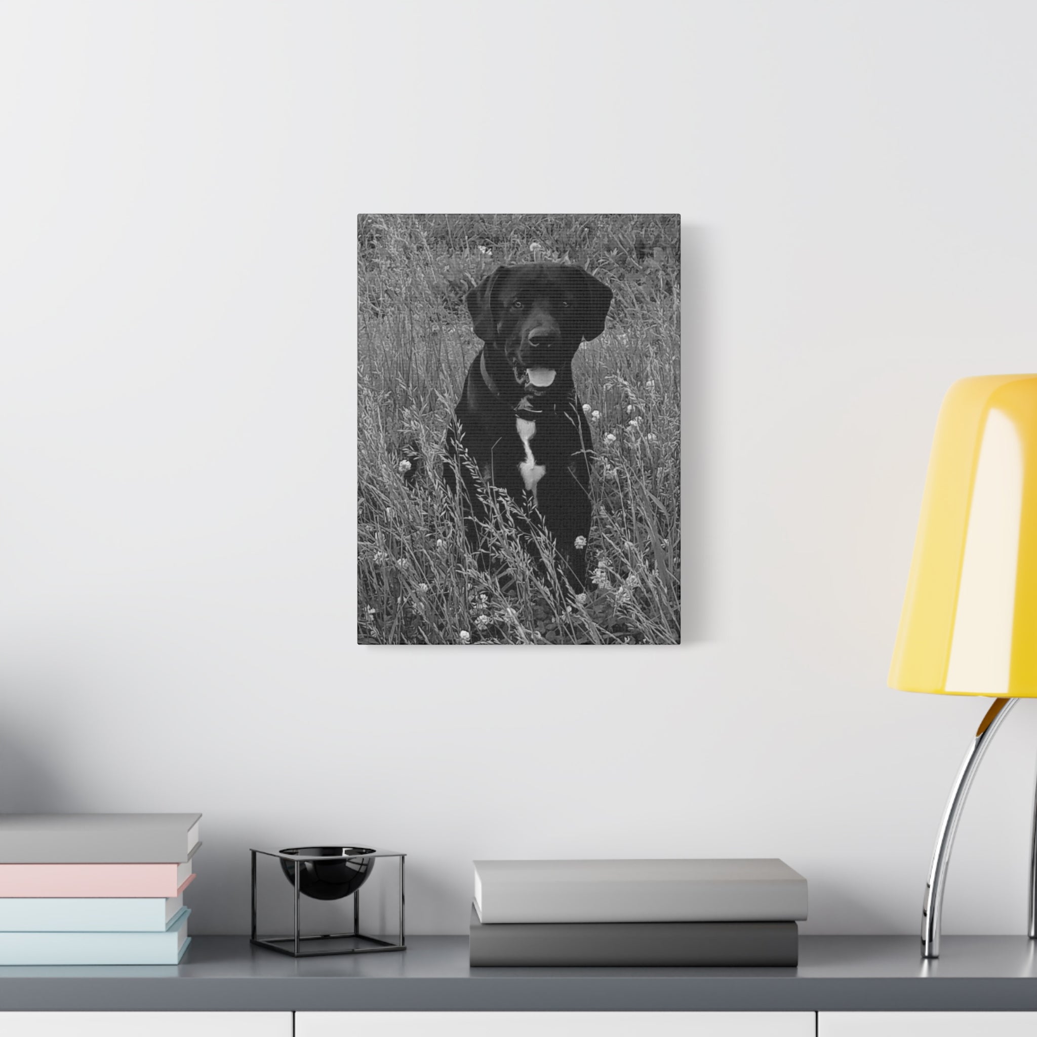 Black Labrador in a field Photo Canvas